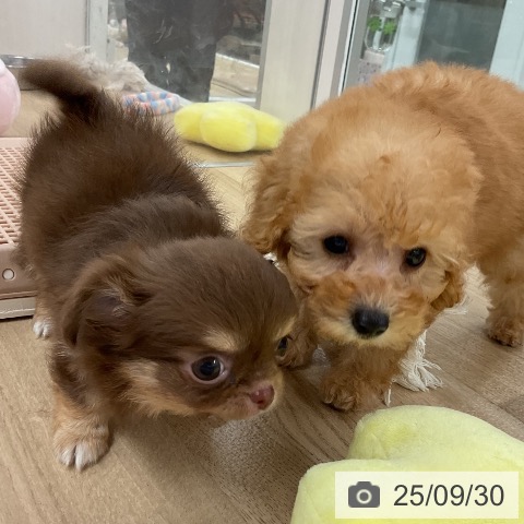 チワワの写真