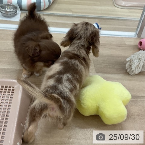 チワワの写真