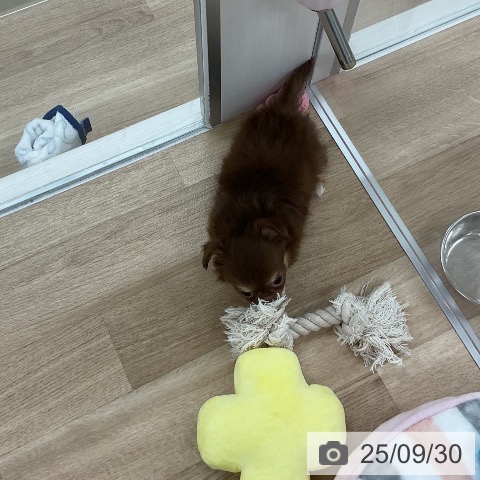 チワワの写真