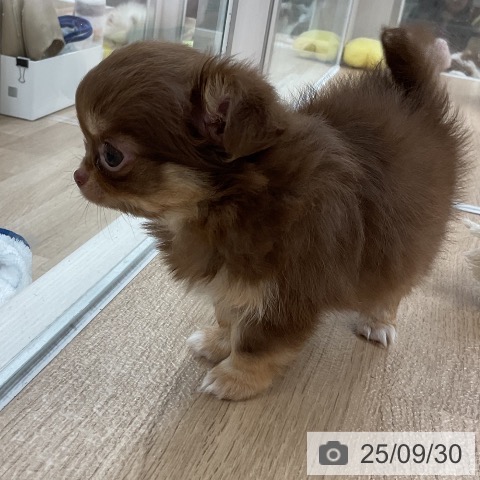 チワワの写真