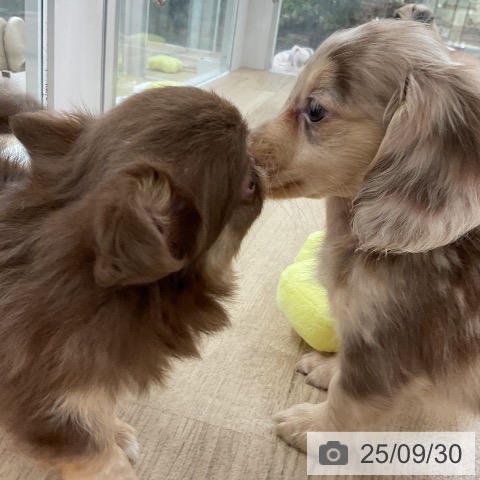 チワワの写真