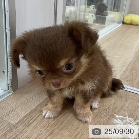 チワワの写真