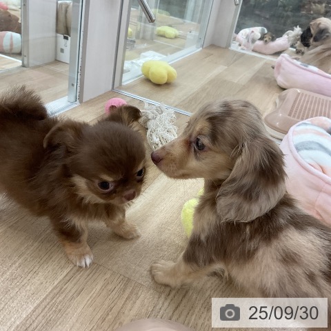 チワワの写真