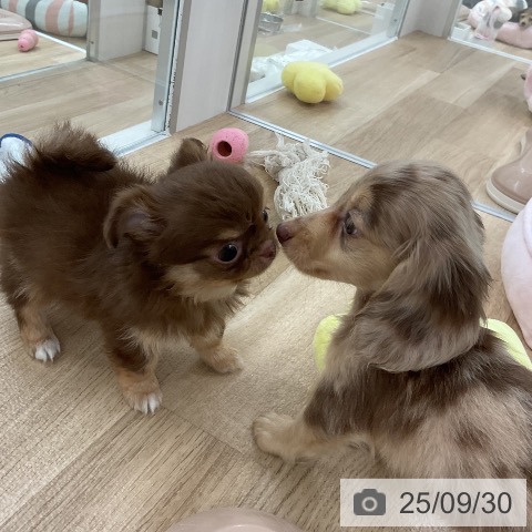 チワワの写真