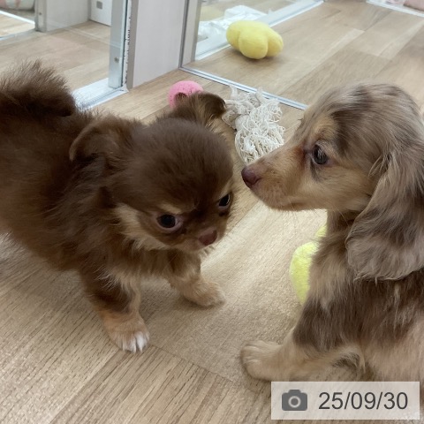 チワワの写真