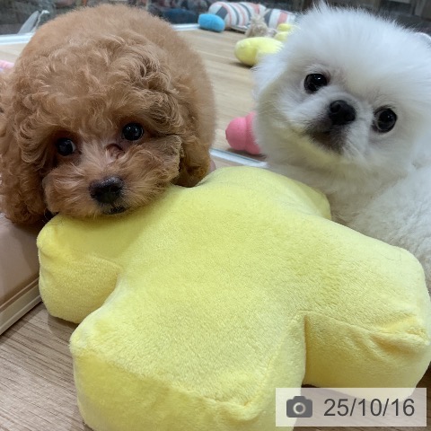 トイ・プードルの写真