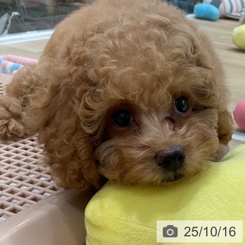 トイ・プードルの写真