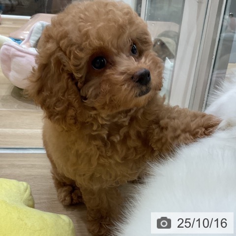 トイ・プードルの写真