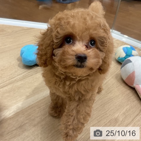 トイ・プードルの写真