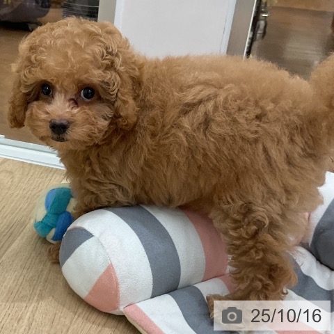 トイ・プードルの写真