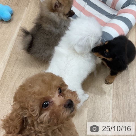 トイ・プードルの写真