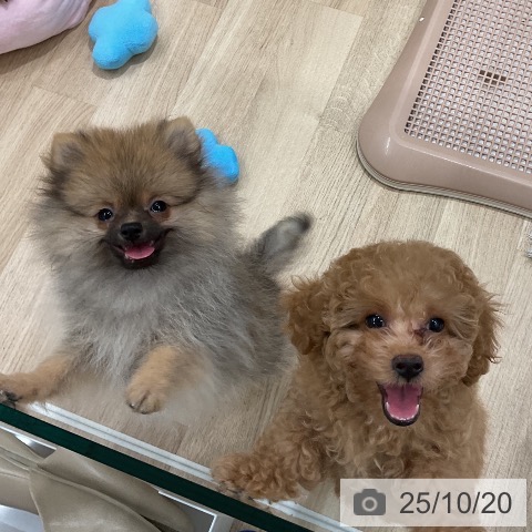 トイ・プードルの写真