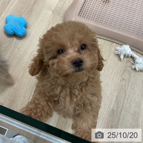 トイ・プードルの写真