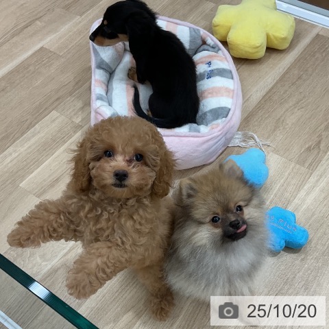 トイ・プードルの写真