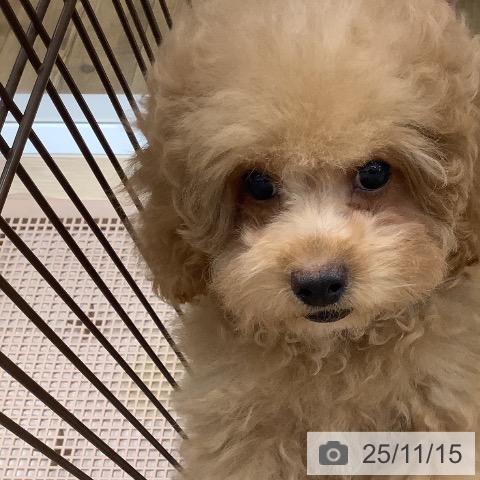 トイ・プードルの写真