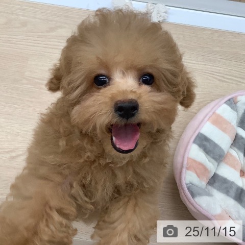 トイ・プードルの写真