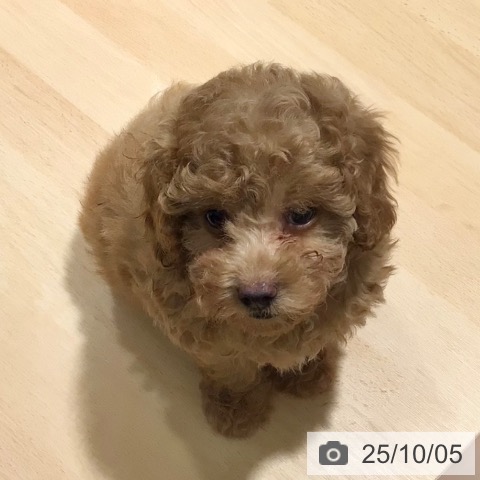 トイ・プードルの写真