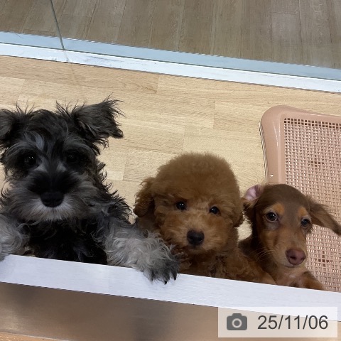 トイ・プードルの写真