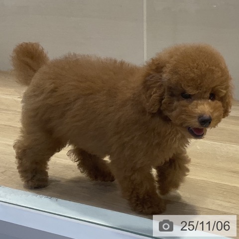 トイ・プードルの写真