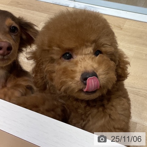 トイ・プードルの写真