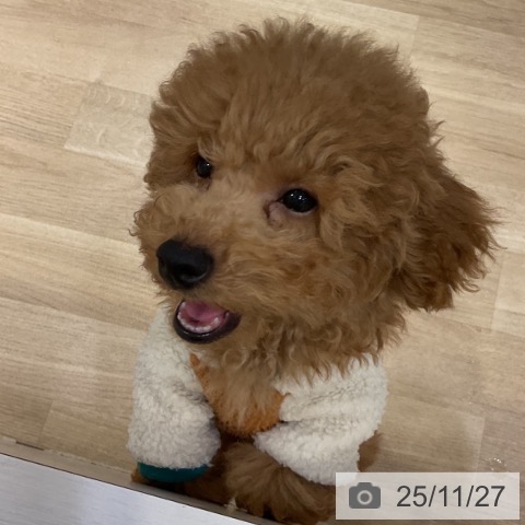 トイ・プードルの写真