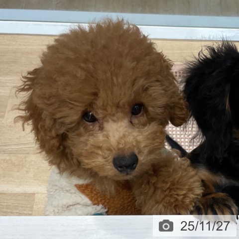 トイ・プードルの写真