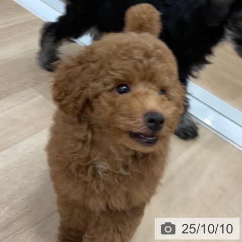 トイ・プードルの写真