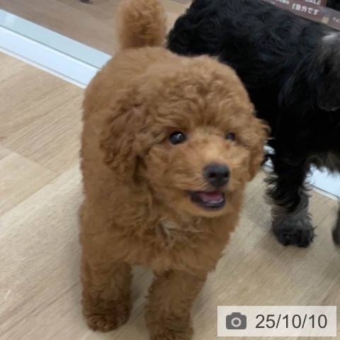 トイ・プードルの写真