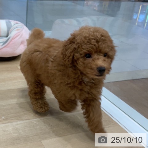 トイ・プードルの写真