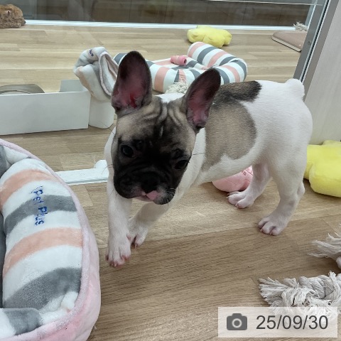フレンチ・ブルドッグの写真