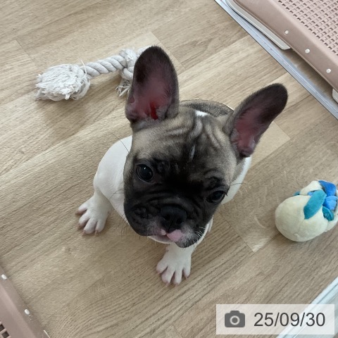 フレンチ・ブルドッグの写真