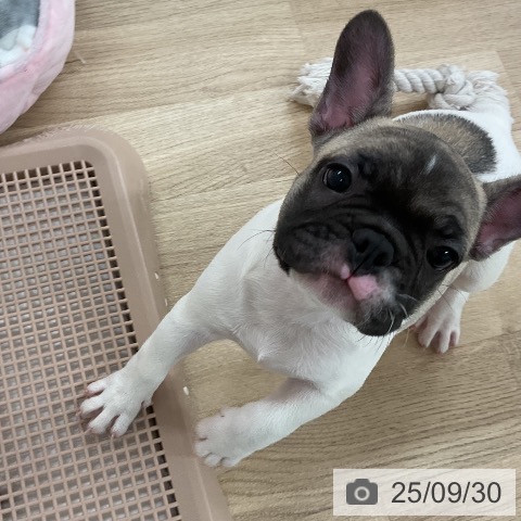 フレンチ・ブルドッグの写真