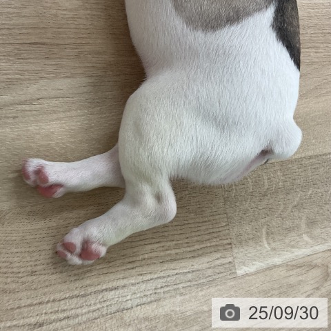 フレンチ・ブルドッグの写真