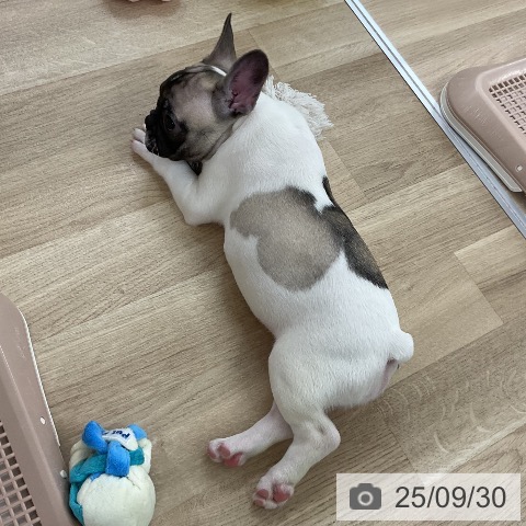 フレンチ・ブルドッグの写真