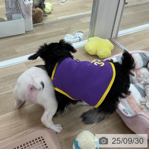 フレンチ・ブルドッグの写真