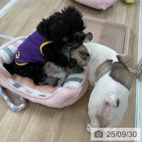 フレンチ・ブルドッグの写真