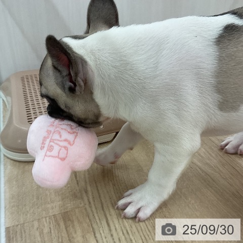 フレンチ・ブルドッグの写真