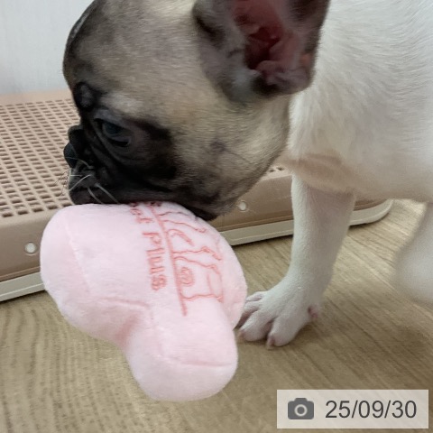 フレンチ・ブルドッグの写真