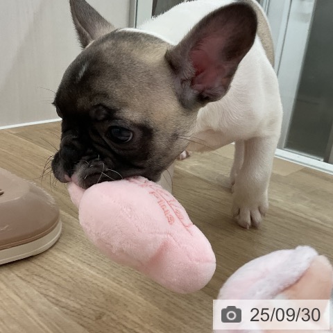 フレンチ・ブルドッグの写真
