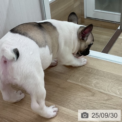 フレンチ・ブルドッグの写真