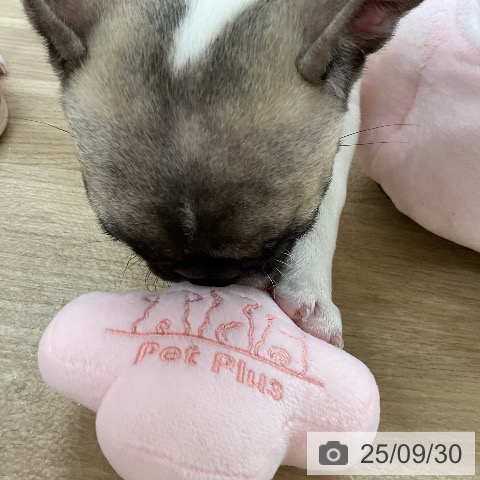 フレンチ・ブルドッグの写真