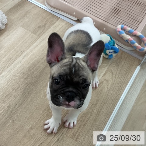 フレンチ・ブルドッグの写真