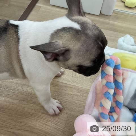 フレンチ・ブルドッグの写真