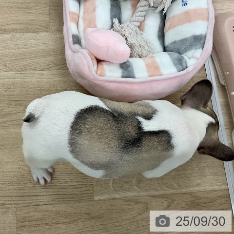 フレンチ・ブルドッグの写真