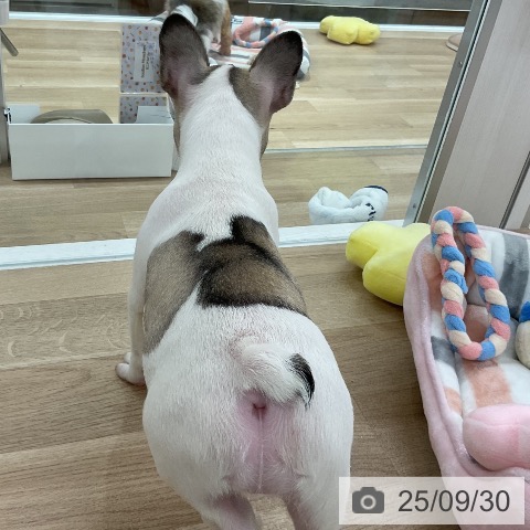 フレンチ・ブルドッグの写真