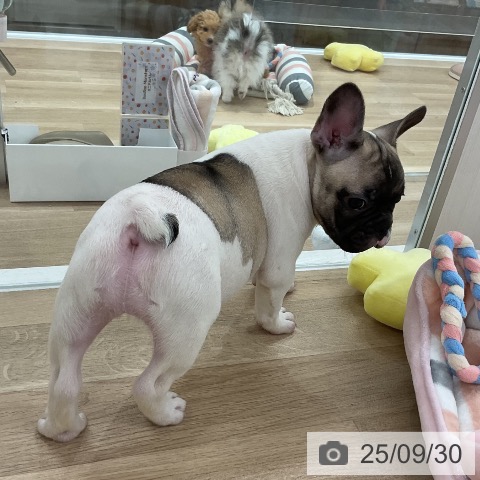 フレンチ・ブルドッグの写真
