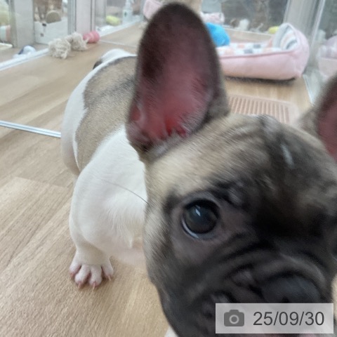 フレンチ・ブルドッグの写真
