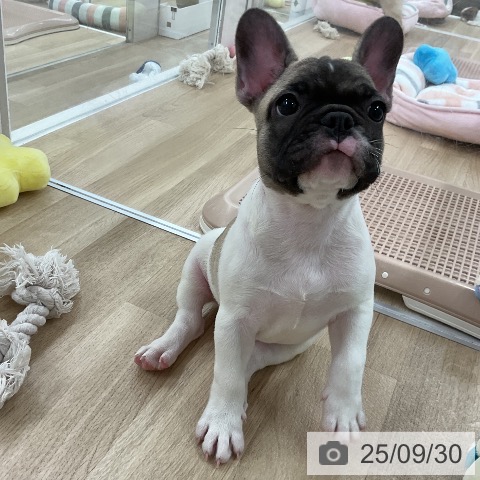 フレンチ・ブルドッグの写真