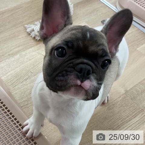 フレンチ・ブルドッグの写真