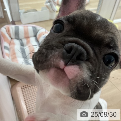 フレンチ・ブルドッグの写真